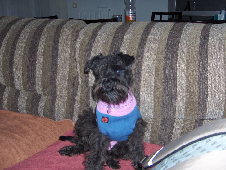 Lua - Schnauzer Moyen (4 ans)
