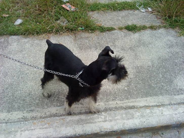 Keisy - Schnauzer Moyen (4 mois)