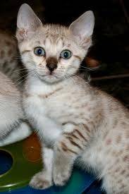 mimy - (10 mois)