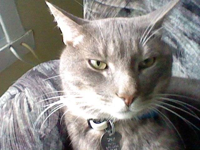 Mon beau Tiger d'amour! - Mâle (3 ans)