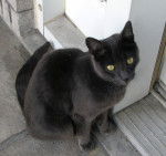 Étoile - Mâle (2 ans)