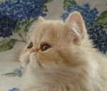 *Edward* - Mâle (7 mois)