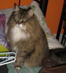 Dylan - Mâle (4 ans)