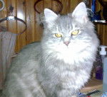 Denver - Mâle (2 ans)