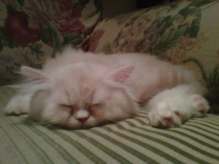 Ginger - (1 an)