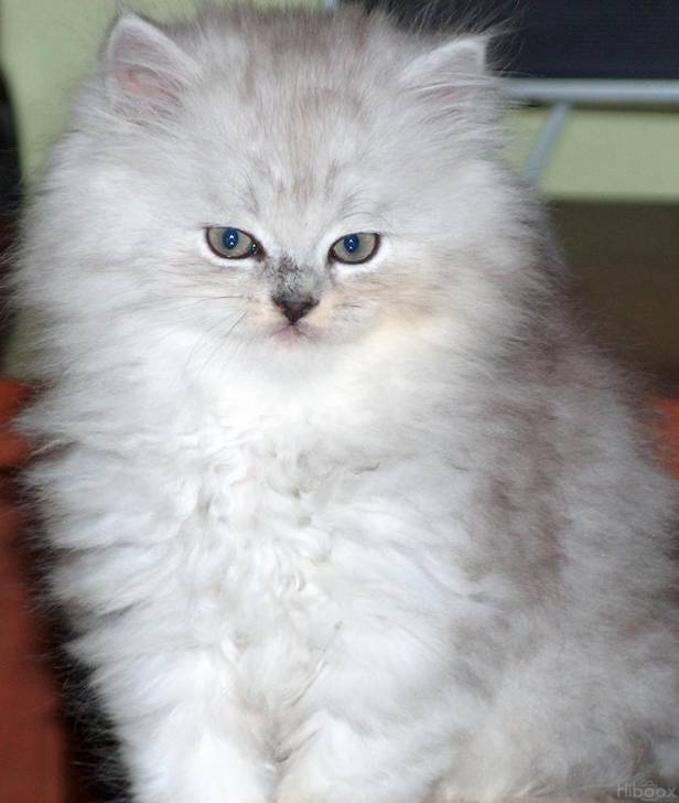 mi gatito - (1 an)