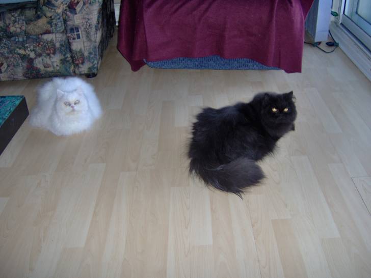 moustache et sam - Mâle (2 ans)