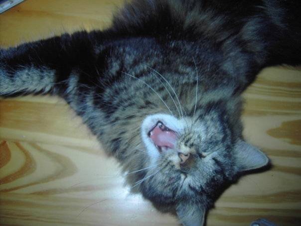 Billy - Mâle (2 ans)