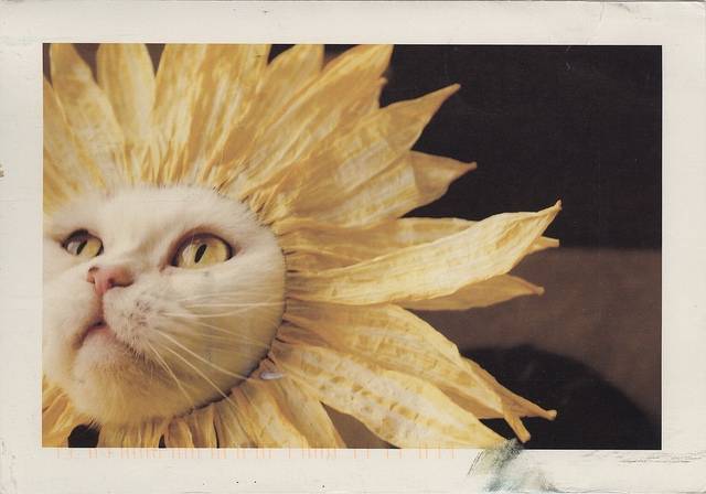Sunflower Persian - (3 ans)