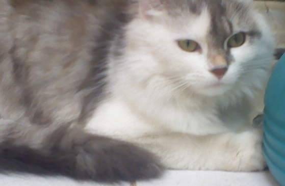 Fanny - (1 an)