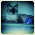 Pachat entrain de jouer avec la babal - Mâle (1 an)