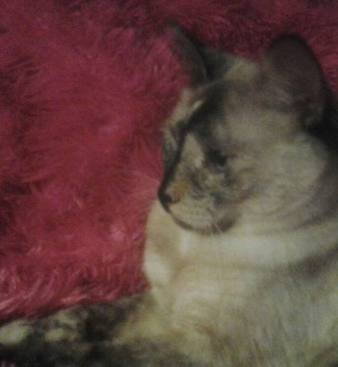 Mini - (5 ans)