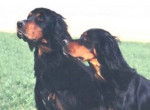 Setter Gordon - Setter Gordon
