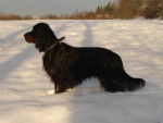 Ascott du Clos des Jeubés SETTER GORDON - Setter Gordon