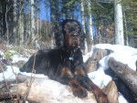 Skaya Setter Gordon - Setter Gordon