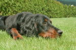 Skaya Setter Gordon - Setter Gordon