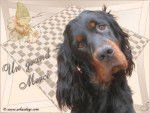 Setter Gordon Chib Tr Up'sianne du Clos des Jeubés - Setter Gordon