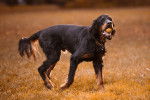 Un Setter Gordon avec une balle dans la gueule