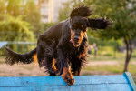Un Setter Gordon en train de passer un obstacle