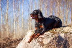 Un Setter Gordon allongé sur un rocher