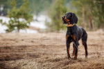 Un Setter Gordon qui porte un collier