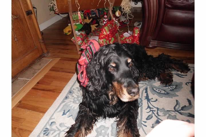 Mag - Setter Gordon (13 ans)