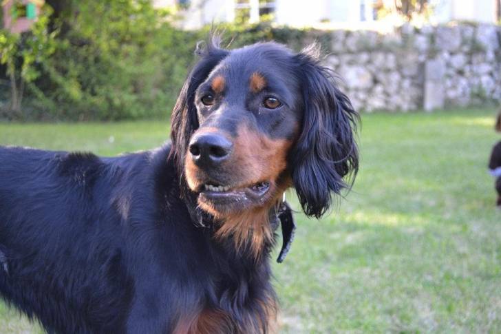 Lady - Setter Gordon (2 ans)