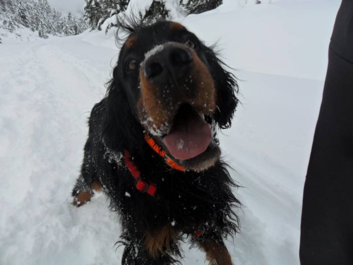 Flynnt - Setter Gordon Mâle (4 ans)
