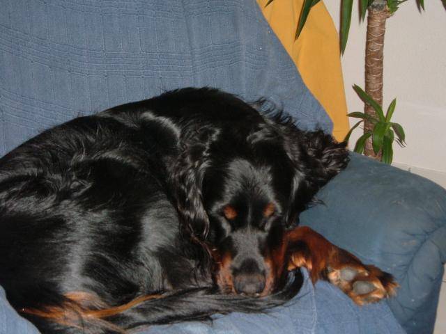 setter gordon perry - Setter Gordon