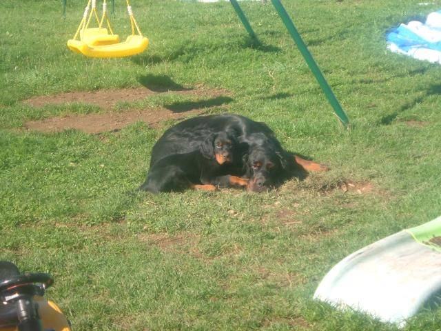 perry et atos setter gordon - Setter Gordon