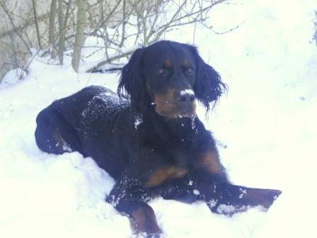 Setter Gordon Alto - Setter Gordon