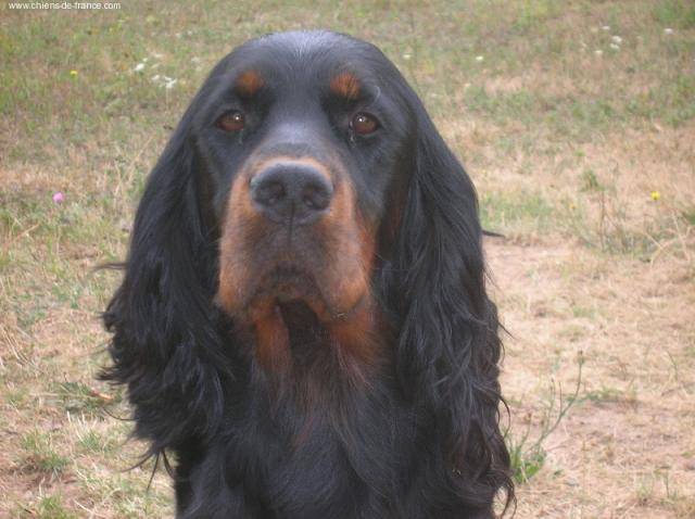 SETTER GORDON Ursula du Clos des Jeubés - Setter Gordon