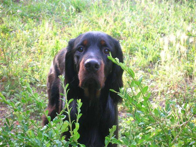 SETTER GORDON Api'Loup du Clos des Jeubés - Setter Gordon