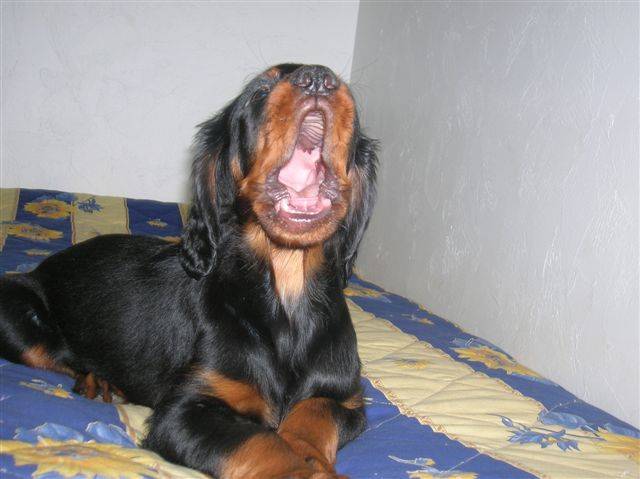 SETTER GORDON Api'Loup du Clos des Jeubés - Setter Gordon