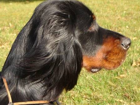 Setter Gordon - Setter Gordon