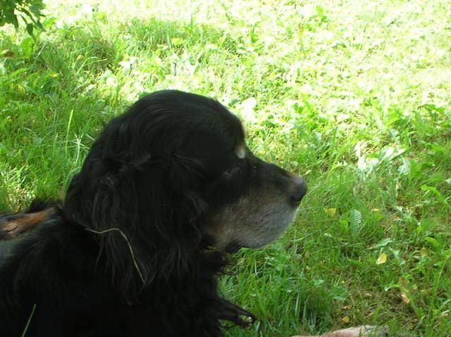 Mac Coy du haras de la vergne, setter gordon - Setter Gordon