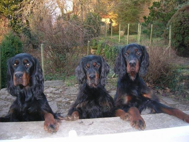 SETTER GORDON du Clos des Jeubés - Setter Gordon