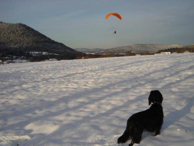 Ascott du Clos des Jeubés SETTER GORDON - Setter Gordon