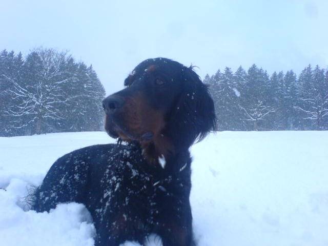 Setter Gordon - Setter Gordon
