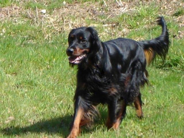 Ascott du clos des Jeubés SETTER GORDON - Setter Gordon