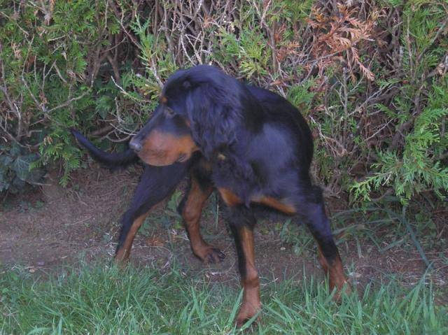 setter gordon BIANCA - Setter Gordon