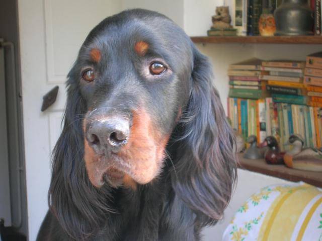 Setter Gordon - Api'Loup du Clos des Jeubés - Setter Gordon