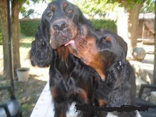 Setter Gordon : le Clos des Jeubés - Setter Gordon