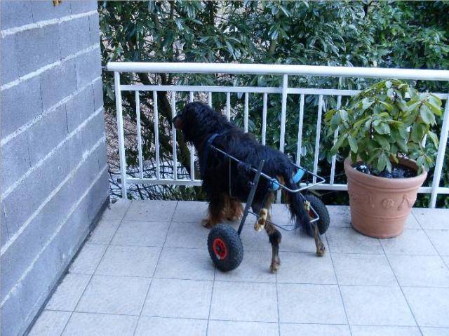 Setter Gordon, Orox des Marais de Courmont - Setter Gordon