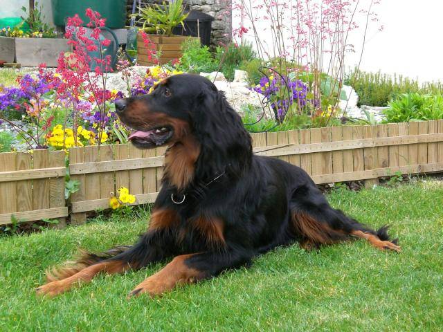 Vic, le setter gordon azimuté ! - Setter Gordon