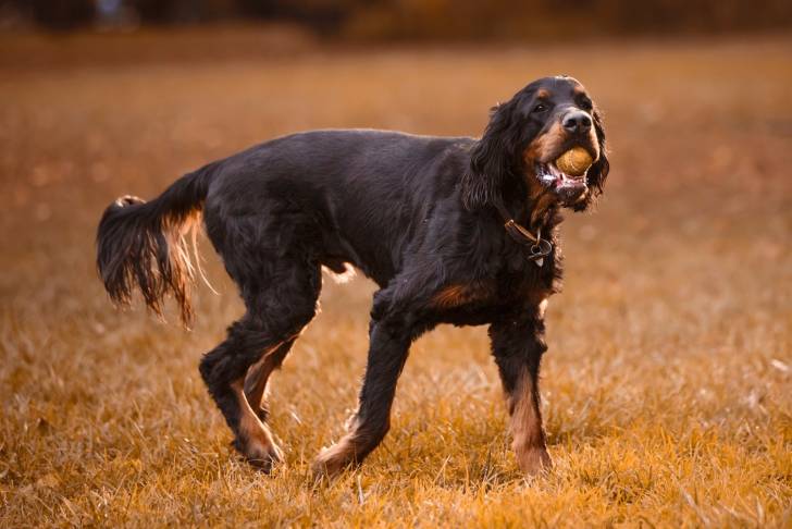 Un Setter Gordon avec une balle dans la gueule