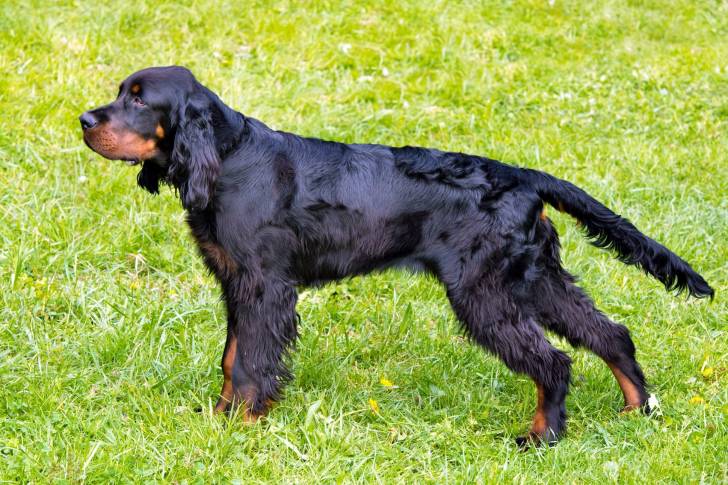 Un Setter Gordon en position statique