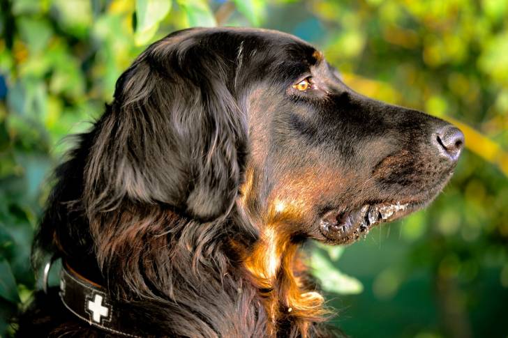 La tête d'un Setter Gordon vue de profil