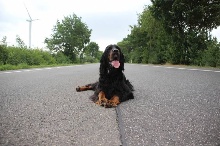 Un Setter Gordon allongé au milieu d'une route