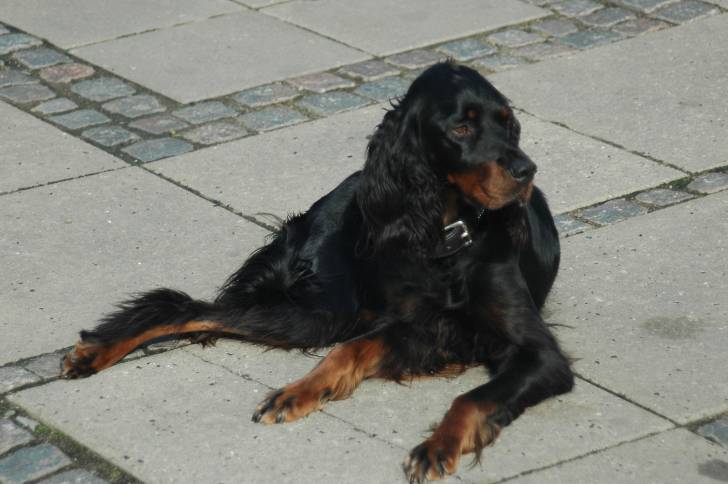 Un Setter Gordon allongé sur un trottoir